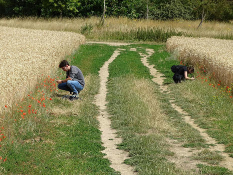 Début de la saison du SPIPOLL | Environnement, paysage et biodiversité | Scoop.it
