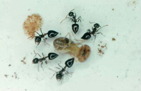 ScienceShot: Ant 'Gas Gun' Paralyzes Prey - ScienceNOW | Science News | Scoop.it