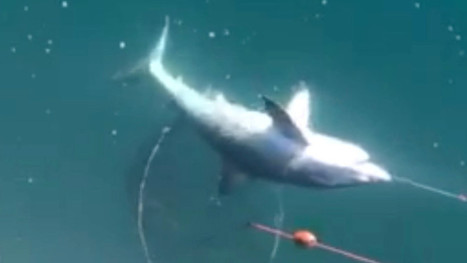 Video shows great white shark hooked off San Clemente Pier | Coastal Restoration | Scoop.it