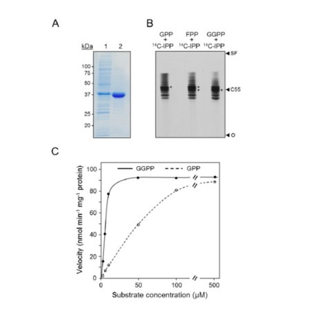 Polyprenols are Synthesized by a Plastidial cis-Prenyltransferase and Influence Photosynthetic Performance | The Plant Cell | Scoop.it