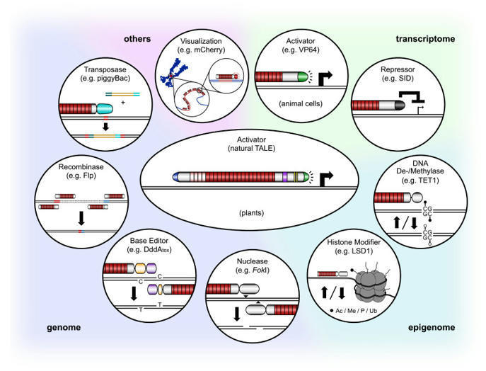 TALE and TALEN genome editing technologies Ge...