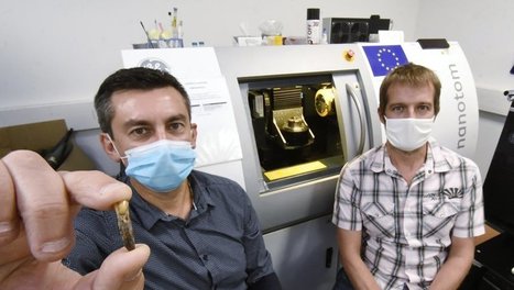 [INP-CIRIMAT] Dent de Néandertal, les chercheurs du laboratoire observent une dent de 70 000 ans | InMédias | Scoop.it