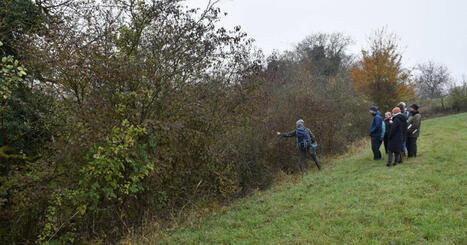 Alsace. Pour pr&eacute;server les nids, la taille des haies est interdite... mais pas pour tout le monde | Alsace Actu | Scoop.it