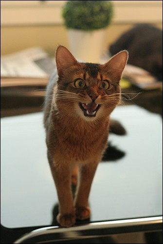 Naukua | 1Uutiset - Lukemisen t&auml;hden | Scoop.it