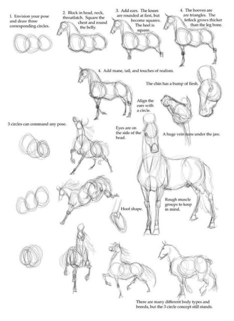 Horse Drawing Reference Guide | Drawing References and Resources | Scoop.it