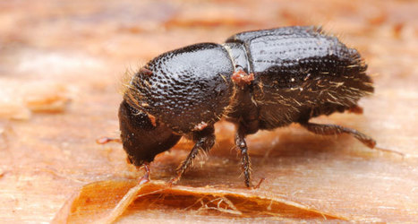 Une phéromone au secours des forêts de pins (en Amérique du Nord) | EntomoNews | Scoop.it