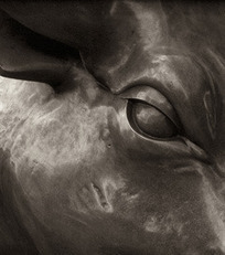 Nine Strategies to End Corporate Rule | Truthout | News in english | Scoop.it