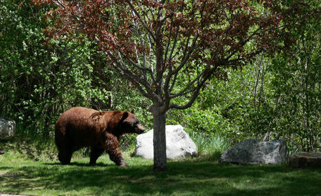 Drought conditions drive bears to lower elevations, residential areas | CraigDailyPress.com | Operation Deimos | Scoop.it