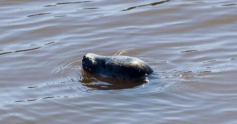 S&auml;l fastnade p&aring; kroken i Helsingfors | Huvudstadsregionen | 1Uutiset - Lukemisen t&auml;hden | Scoop.it