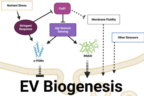 Orchestration of Staphylococcus aureus EV biogenesis by nutrient availability through quorum sensing | brvm | RMH | Scoop.it