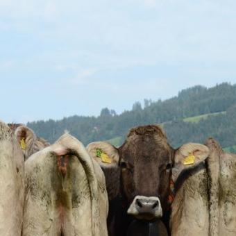 Les pets de vaches peuvent être reconvertis pour produire de l’énergie | Mais n'importe quoi ! | Scoop.it