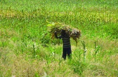 Farmers in Ethiopia fight drought and climate change | UNDP | Climate Change & DRR in East Africa | Scoop.it