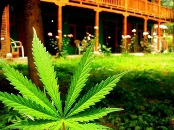 34 Medical Studies Proving Cannabis Cures Cancer | TruthTheory | Beckley News : Cannabis - Marijuana | Scoop.it