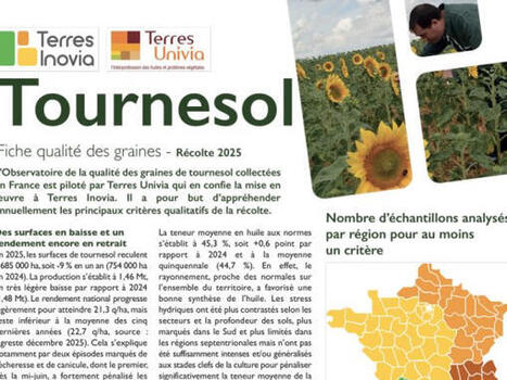 Qualit&eacute; des graines : point sur le tournesol en 2025&nbsp; | ITERG - Veille sectorielle | Scoop.it
