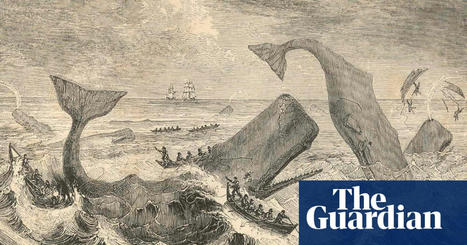 Sperm whales in 19th century shared ship attack information | Whales | The Guardian | Soggy Science | Scoop.it