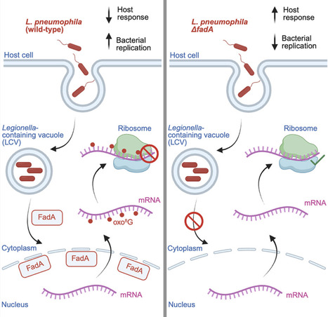 Bacterial effector modifies host messenger RNA to promote virulence | chm | RMH | Scoop.it