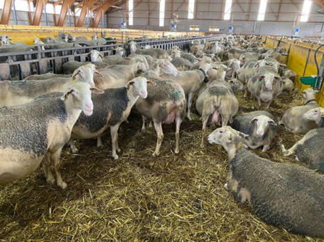 [Tech-Ovin 2023] En 2022, les comptes d’exploitation se dégradent en lait comme en viande | Economie de l'Elevage | Scoop.it