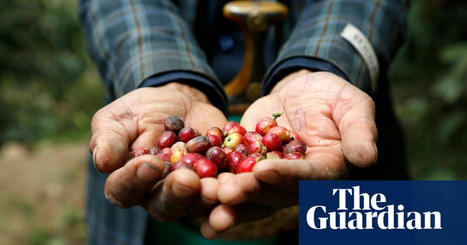 Yemen’s coffee farmers bid to win over baristas to their heritage beans | Global development | The Guardian | International Economics: IB Economics | Scoop.it