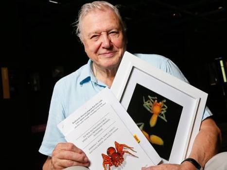 Une araignée Sir David Attenborough | Variétés entomologiques | Scoop.it