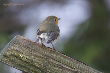 Peloton punarinta &raquo; Umami | 1Uutiset - Lukemisen t&auml;hden | Scoop.it