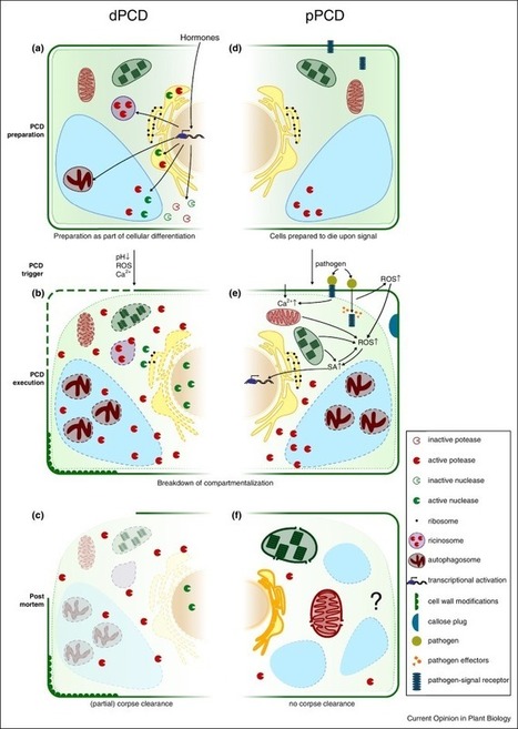 Dying two deaths — programmed cell death regulation in development and disease | Plant Biology Teaching Resources (Higher Education) | Scoop.it