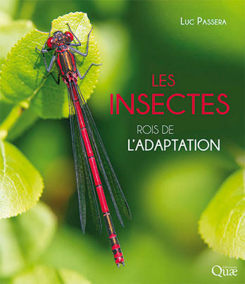 Luc Passera : Les insectes, rois de l'adaptation | Variétés entomologiques | Scoop.it