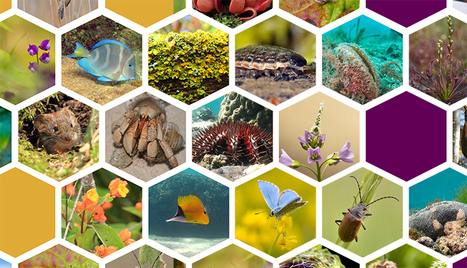 J - 3 : Consultation publique sur le schéma national des données sur la biodiversité | Variétés entomologiques | Scoop.it
