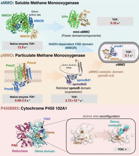 In vitro enzyme-mediated conversion of methane and methanol toward value-added chemicals | cin | RMH | Scoop.it