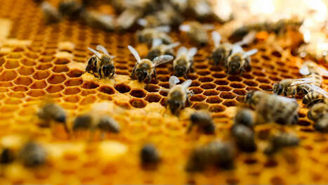 Étudier le comportement collectif des abeilles grâce à la robotique | EntomoScience | Scoop.it