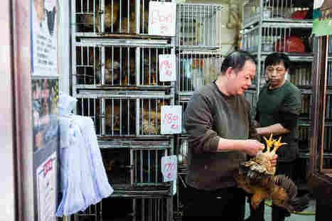 Why Chinese Scientists Are More Worried Than Ever About Bird Flu | ASIES | Scoop.it