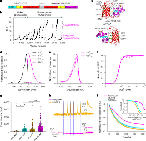 PinkyCaMP: an mScarlet-based calcium sensor with enhanced brightness, photostability and multiplexing capabilities | Nmet | RMH | Scoop.it