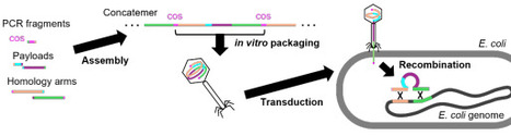 PhAGE Enables One-Step Genome Integration of Large DNA Fragments in Escherichia coli | brvt | RMH | Scoop.it