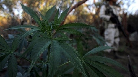 Au Mexique, fumer de la marijuana est désormais un droit humain fondamental | ACTUALITÉ | Scoop.it