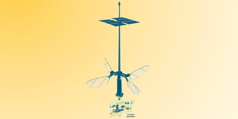 RoboBee, un robot-insecte (presque) autonome | EntomoNews | Scoop.it