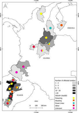 Anthropogenic threats to the Vulnerable Andean Condor in northern South America | PLOS ONE | Galapagos | Scoop.it
