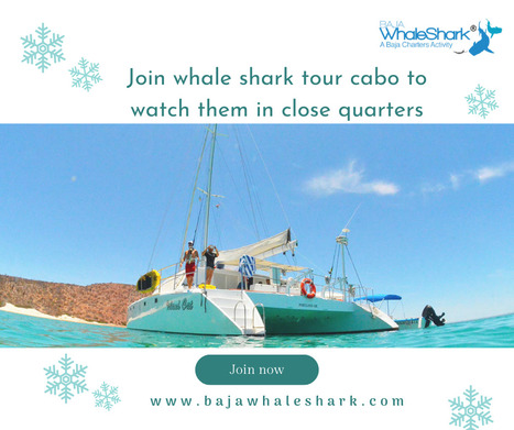 Join whale shark tour cabo to watch them in close quarters | Private Whale Shark Tour Cabo | Scoop.it