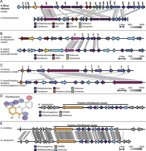 Linking secondary metabolites to gene clusters through genome sequencing of six diverse Aspergillus species | RMH | Scoop.it