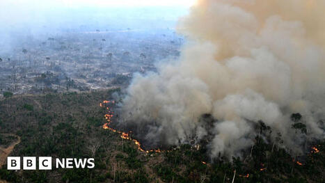 ENVIRONMENT: Nature loss could spell extinction for businesses | DURABILITES | Scoop.it