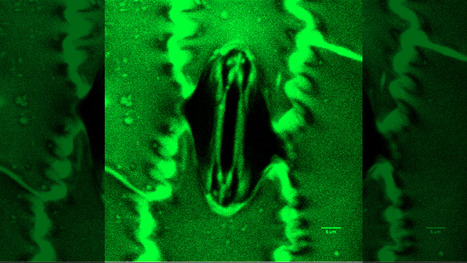 Scientists watch microscopic plant 'mouths' breathing in real time with palm-sized tool | Mi Caj&oacute;n de Ideas | Scoop.it