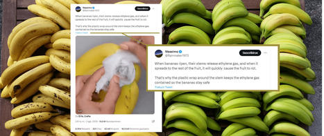 El truco de cubrir el rabito del plátano con plástico para que no se ponga negro: no hay evidencias de que funcione | Artículos CIENCIA-TECNOLOGIA | Scoop.it