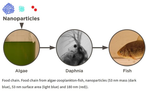 La pollution « invisible » des chaînes alimentaires marines par les nanoparticules de plastiques | Prévention du risque chimique | Scoop.it