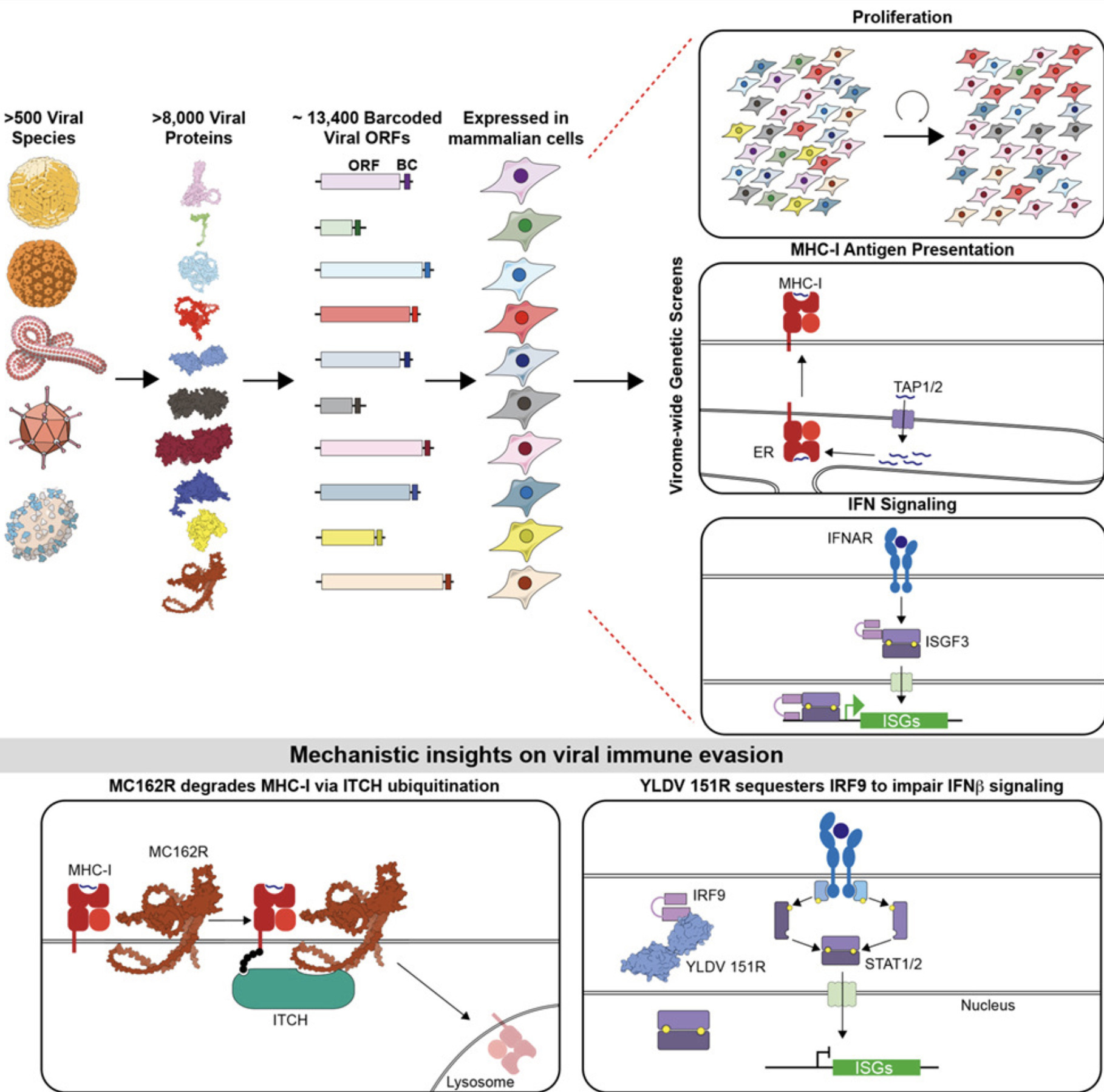 A viral ORFeome library for systems-level genet...