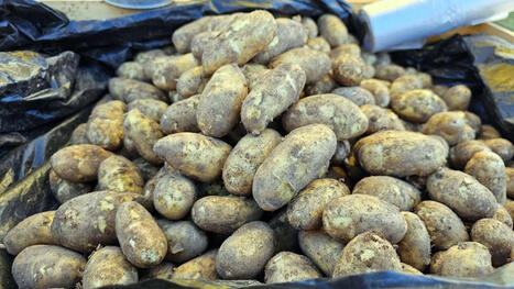 Suomalaisten suosikkiherkkua ei saa antaa pienille lapsille &ndash; T&auml;ss&auml; syy | 1Uutiset - Lukemisen t&auml;hden | Scoop.it