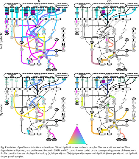Quatre profils métaboliques distincts décrivent l’organisation des fonctions de dégradation des fibres et des mucines à l’échelle du microbiote intestinal | Life Sciences Université Paris-Saclay | Scoop.it