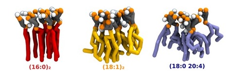 Acyl-chain Saturation Regulates the Order of Phosphatidylinositol 4,5-bisphosphate Nanodomains | iBB | Scoop.it