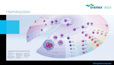 Haematopoiesis animation | Hematology | Scoop.it