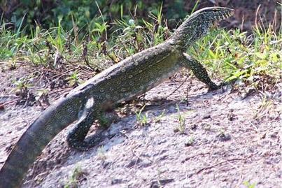 La Floride part en guerre contre des l&eacute;zards africains mangeurs de chats | Biodiversit&eacute; - @ZEHUB on Twitter | Scoop.it