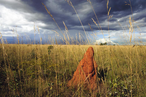 Savanes, prairies, mangroves… le WWF alerte | Biodiversité | Scoop.it