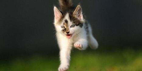 Cat Fail: 35 Hilarious Gifs Of Cats Who REALLY Can't Land A Jump - Pawsome | Strange days indeed... | Scoop.it