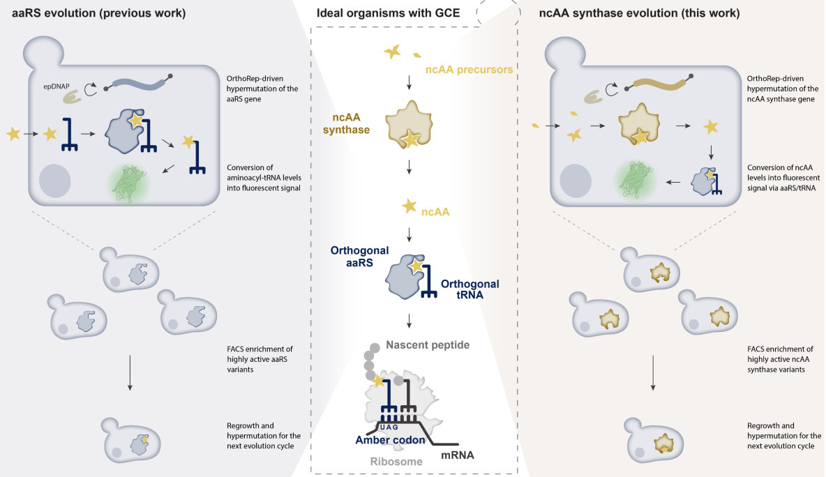 Continuous hypermutation and evolution of nonca...